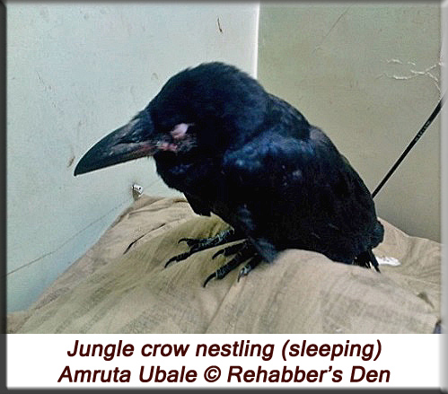 Jungle crow nestling (sleeping)